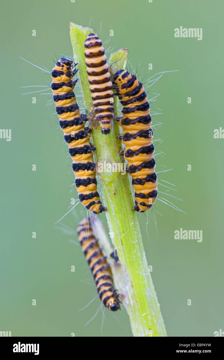 Le cinabre (Tyria jacobaeae, Thyria jacobaeae), beaucoup de chenilles à une tige, l'Allemagne, Schleswig-Holstein Banque D'Images