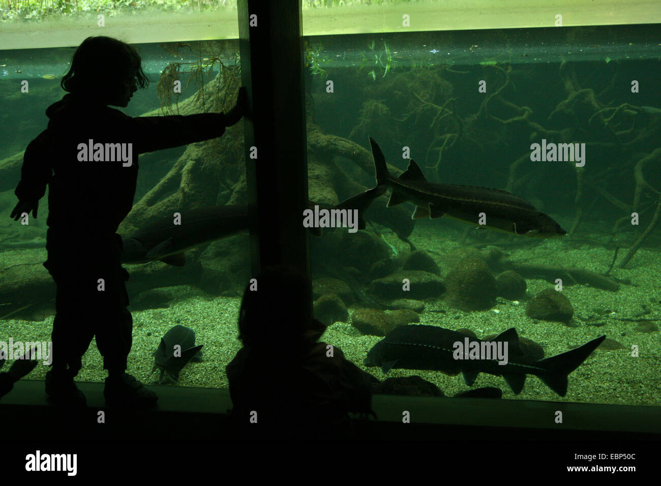 Aquarium avec les esturgeons de l'Atlantique (Acipenser sturio) et sterlets (Acipenser ruthenus) au Zoo Bâle, Suisse. Banque D'Images