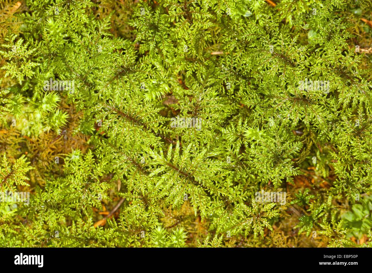 Bois-moss scintillants, d'escalier en escalier, mousse, mousse, mousse-étape Fougère La Montagne, Fern-Moss Moss, splendide hypnum (Hylocomium splendens, Hylocomium proliferum), Allemagne Banque D'Images