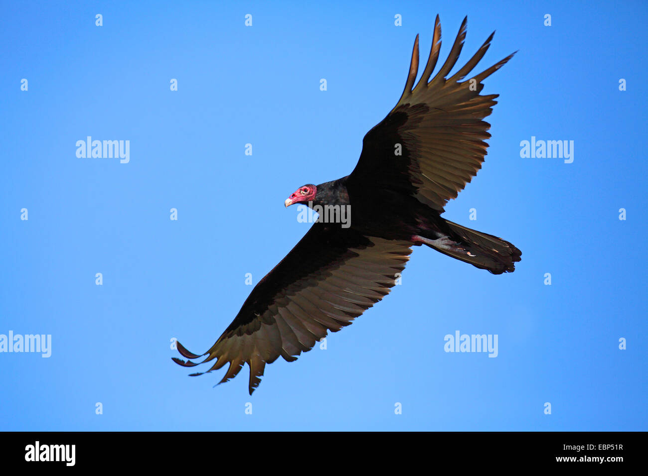 Urubu à tête rouge (Cathartes aura), en vol, USA, Floride, l'île des Pins Banque D'Images