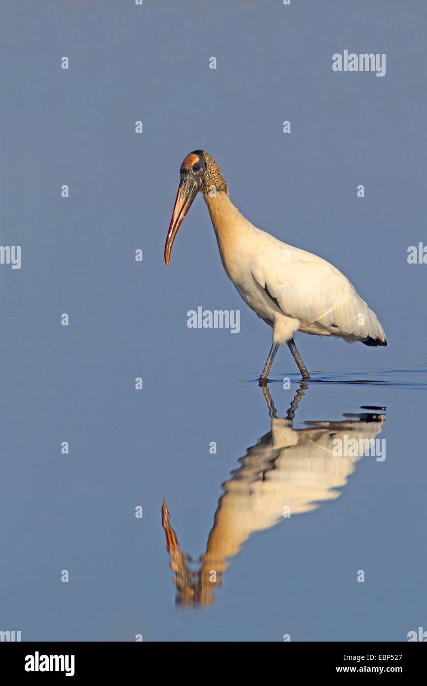 Bois d'Amérique (Mycteria americana), ibis, en eau peu profonde à l'image miroir, USA, Floride Banque D'Images