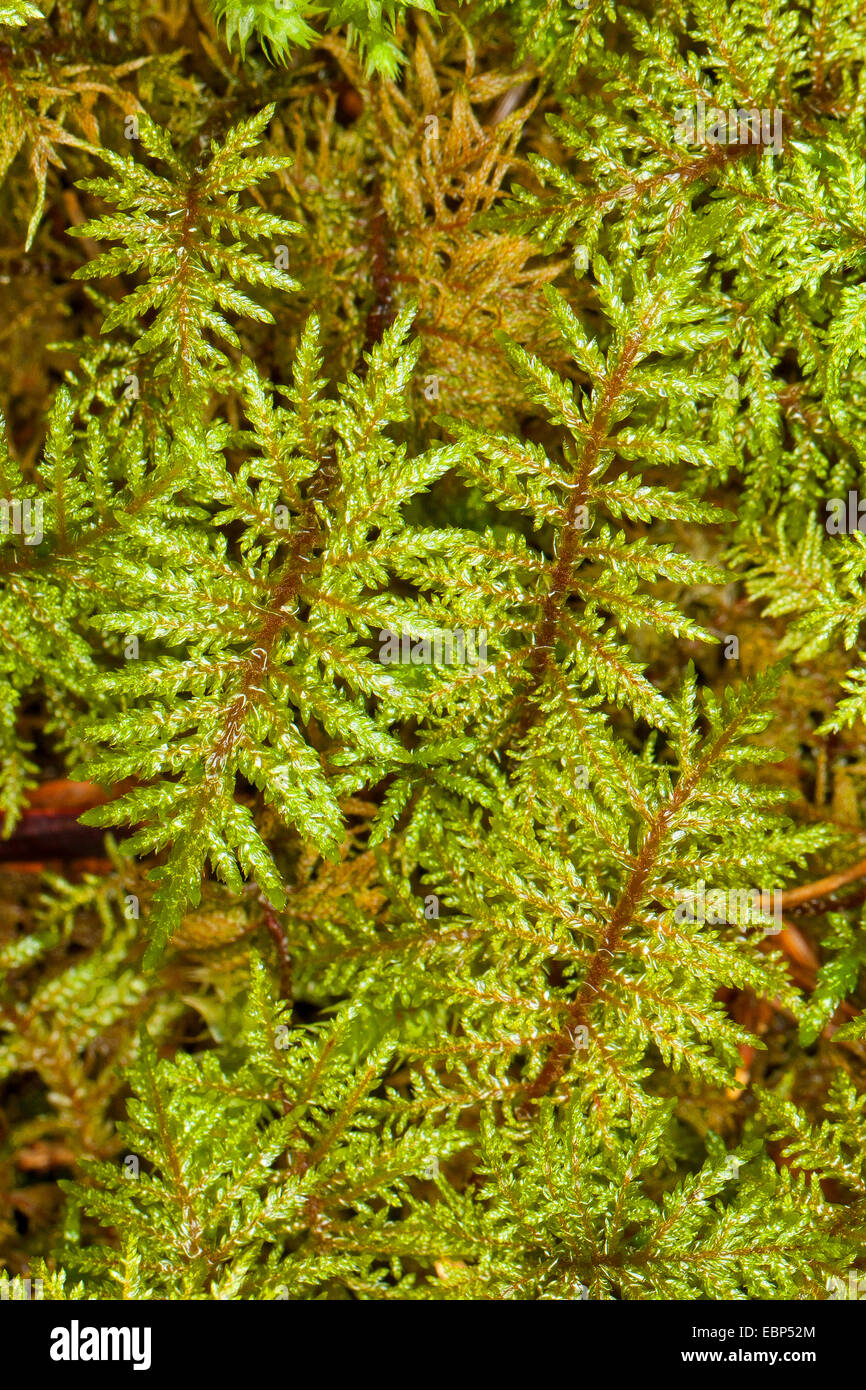 Bois-moss scintillants, d'escalier en escalier, mousse, mousse, mousse-étape Fougère La Montagne, Fern-Moss Moss, splendide hypnum (Hylocomium splendens, Hylocomium proliferum), Allemagne Banque D'Images