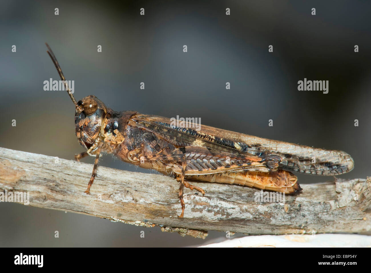 Red-winged Grasshopper svelte, Band-winged Grasshopper (Acrotylus patruelis), sur une branche Banque D'Images