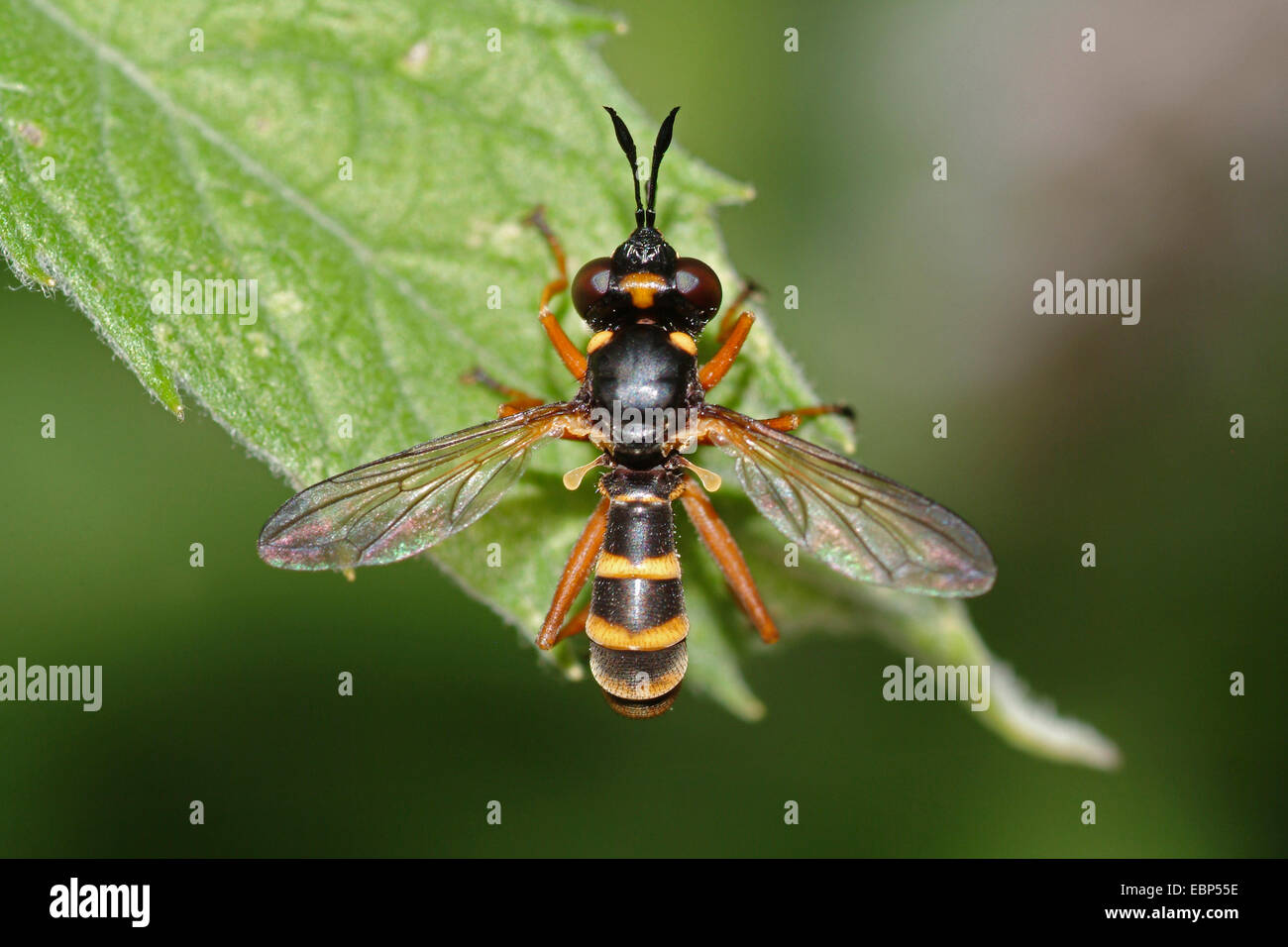 Conopid fly (Conops) quadrifasciatus, sur une feuille, Allemagne Banque D'Images