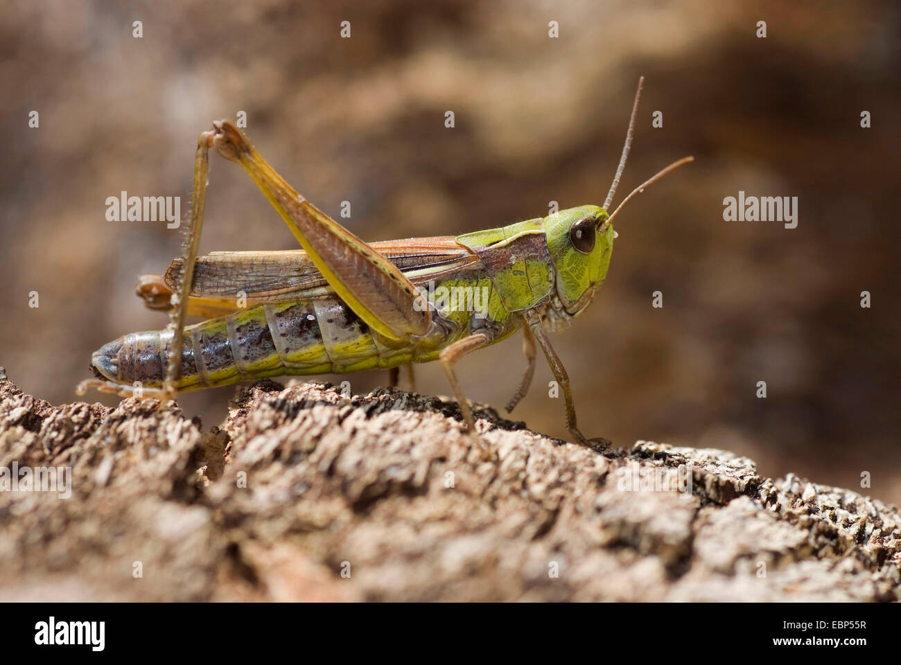 Sauterelle (Chorthippus apicalis), sur l'écorce, Portugal Banque D'Images