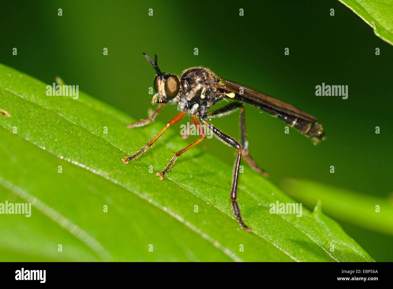 Robberfly (Dioctria rufipes), sur une feuille, Allemagne Banque D'Images