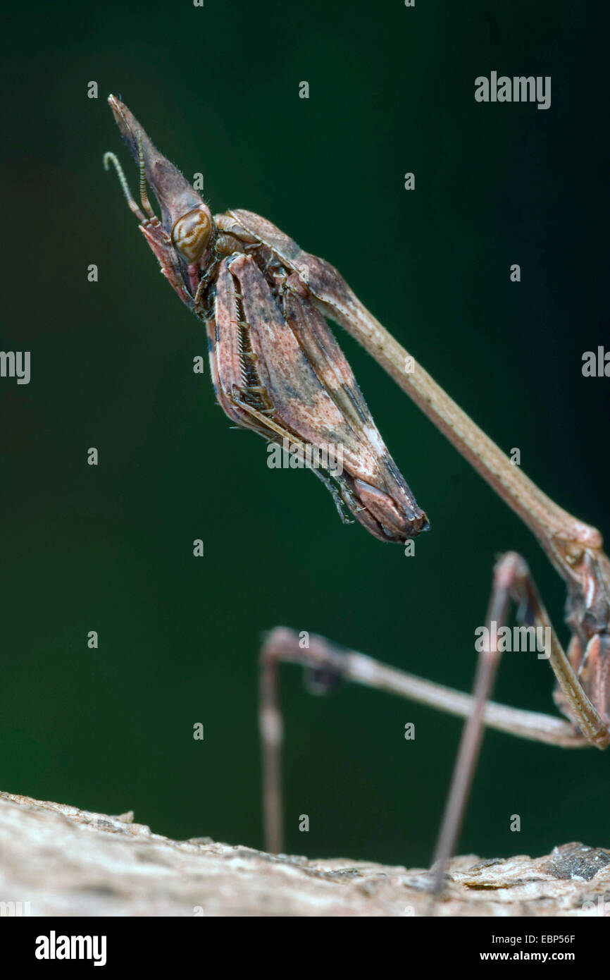 Tête conique Mantis (Empusa fasciata), portrait Banque D'Images