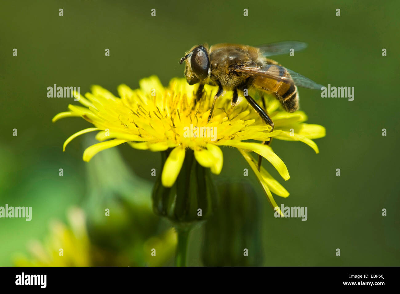 Mouche de drone (Eristalis tenax), sur l'aubaise en fleurs, Allemagne Banque D'Images