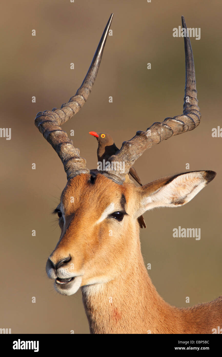 Impala (Aepyceros melampus), portrait d'un mâle avec redbilled oxpecker, Afrique du Sud, Umfolozi Game Reserve Banque D'Images