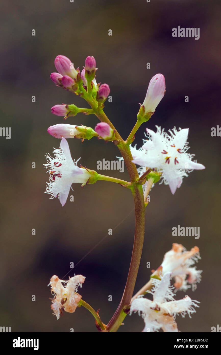 Bogbean, buckbean (Menyanthes trifoliata), inflorescence, Allemagne, Rhénanie-Palatinat Banque D'Images