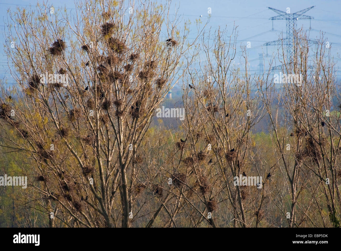 Corbeau freux (corvus frugilegus), lieu de nidification, l'Allemagne, Bade-Wurtemberg, Kaiserstuhl Banque D'Images