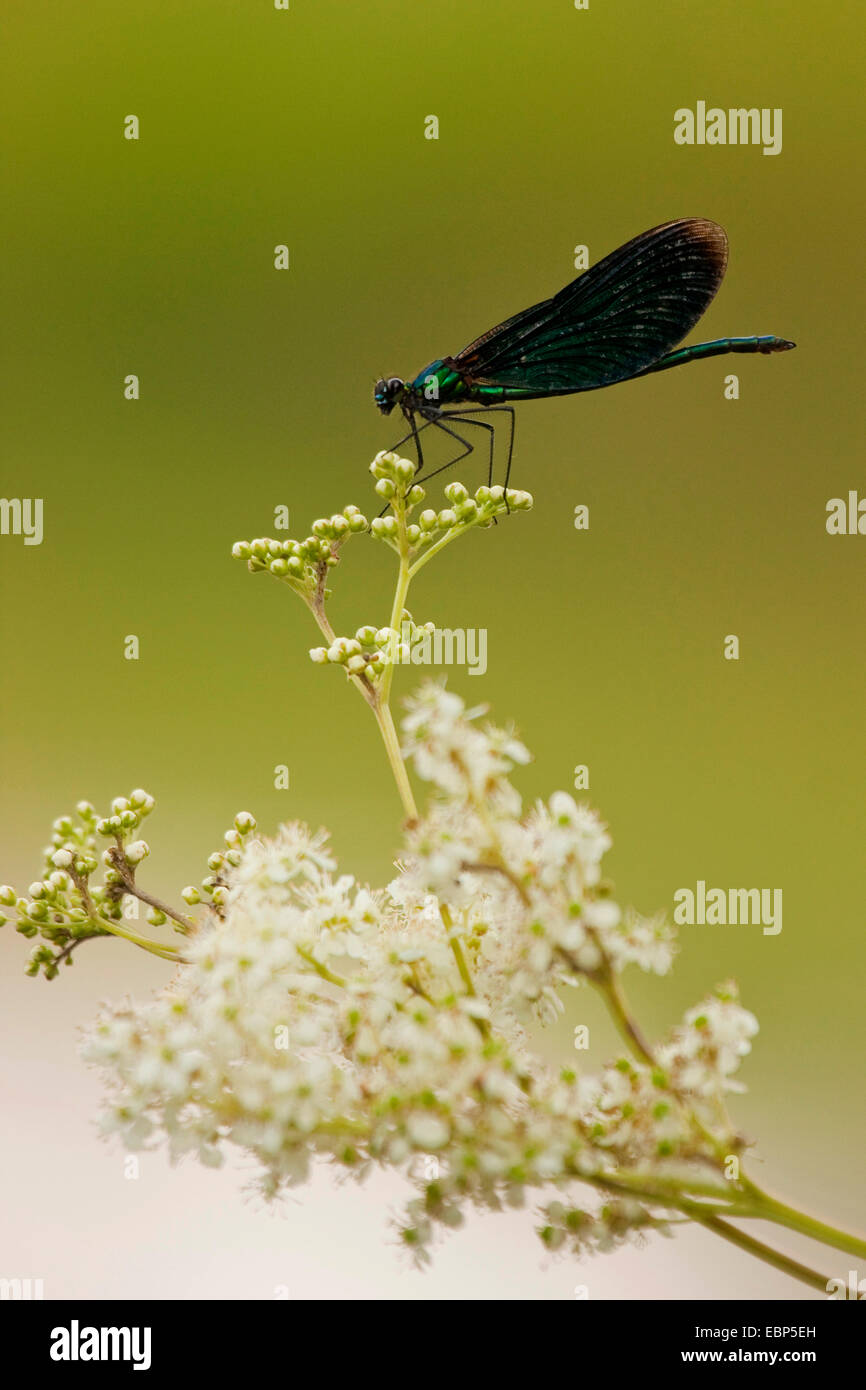 Bluewing, demoiselle agrion (Calopteryx virgo), homme assis sur la reine-des-Prés, Filipendula ulmaria, Allemagne, Rhénanie-Palatinat Banque D'Images