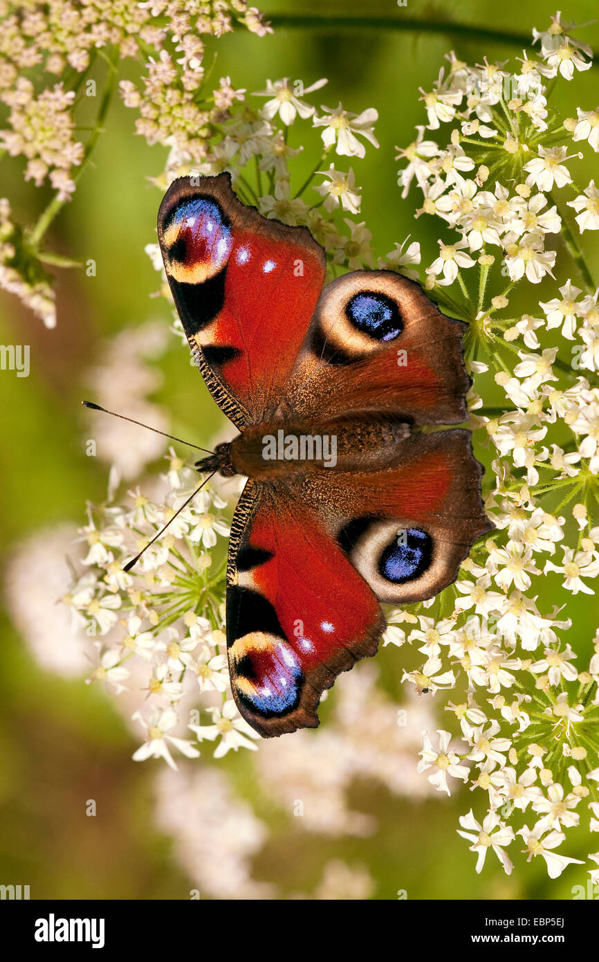 Peacock moth, Peacock (Inachis io, Nymphalis io), assis sur les fleurs blanches, l'Allemagne, Rhénanie-Palatinat Banque D'Images