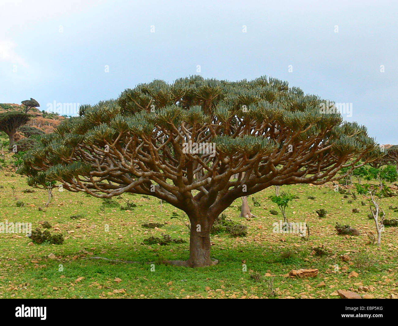 L'euphorbe ésule (Euphorbia arbuscula), endémique au Yémen, Yémen, Socotra Banque D'Images