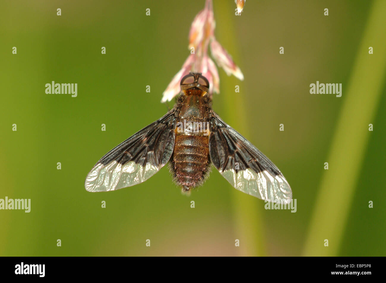 (Beefly Hemipenthes morio), sur une oreille, Allemagne Banque D'Images