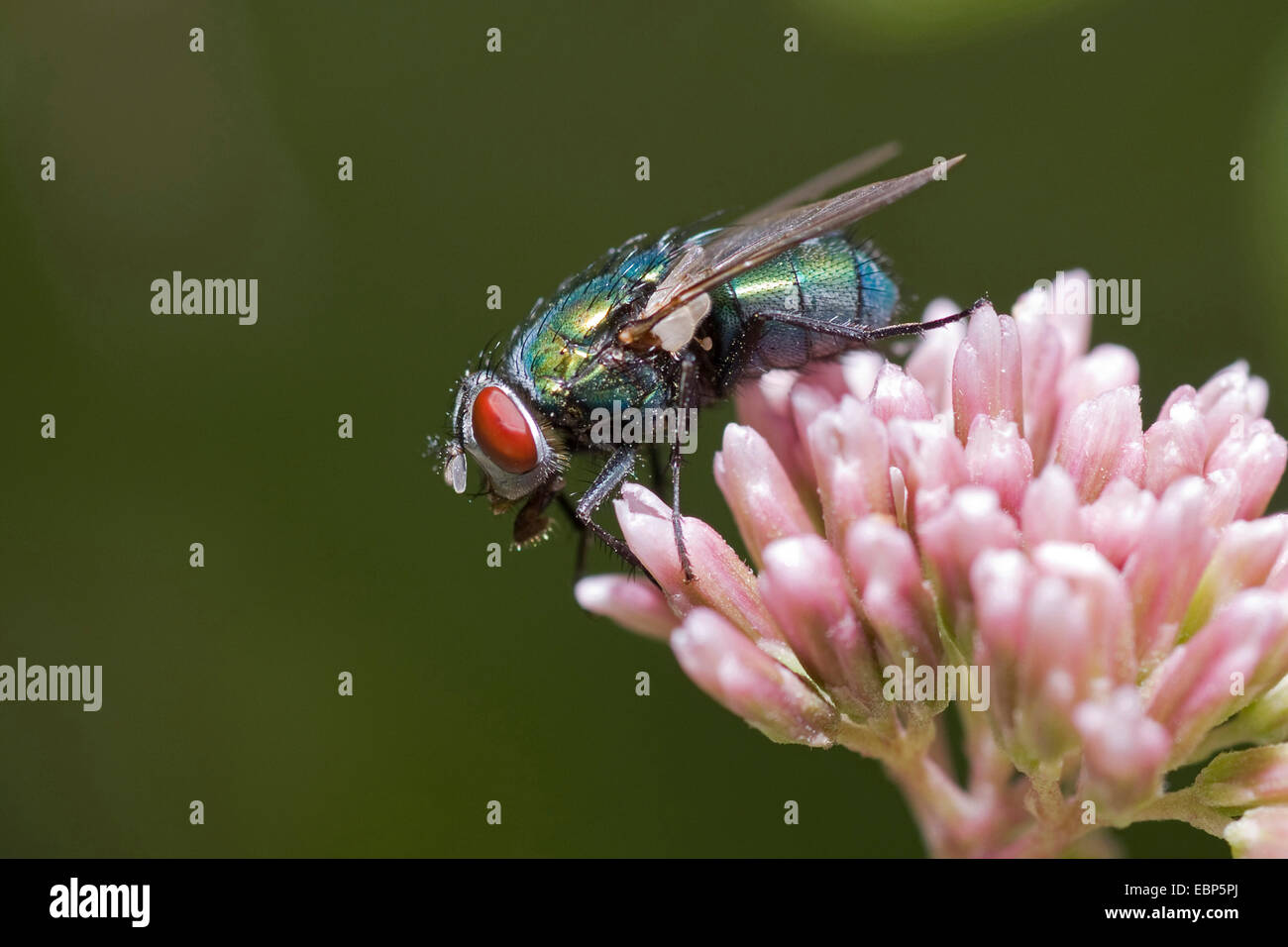 (Mouches Lucilia sp), à fleurs roses, Allemagne Banque D'Images