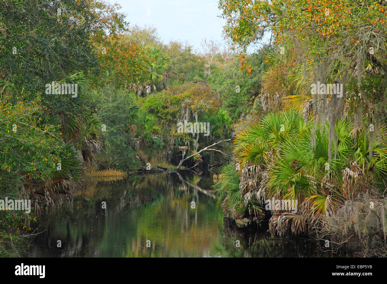 Myakka River à la Myakka River State Park, USA, Floride Banque D'Images