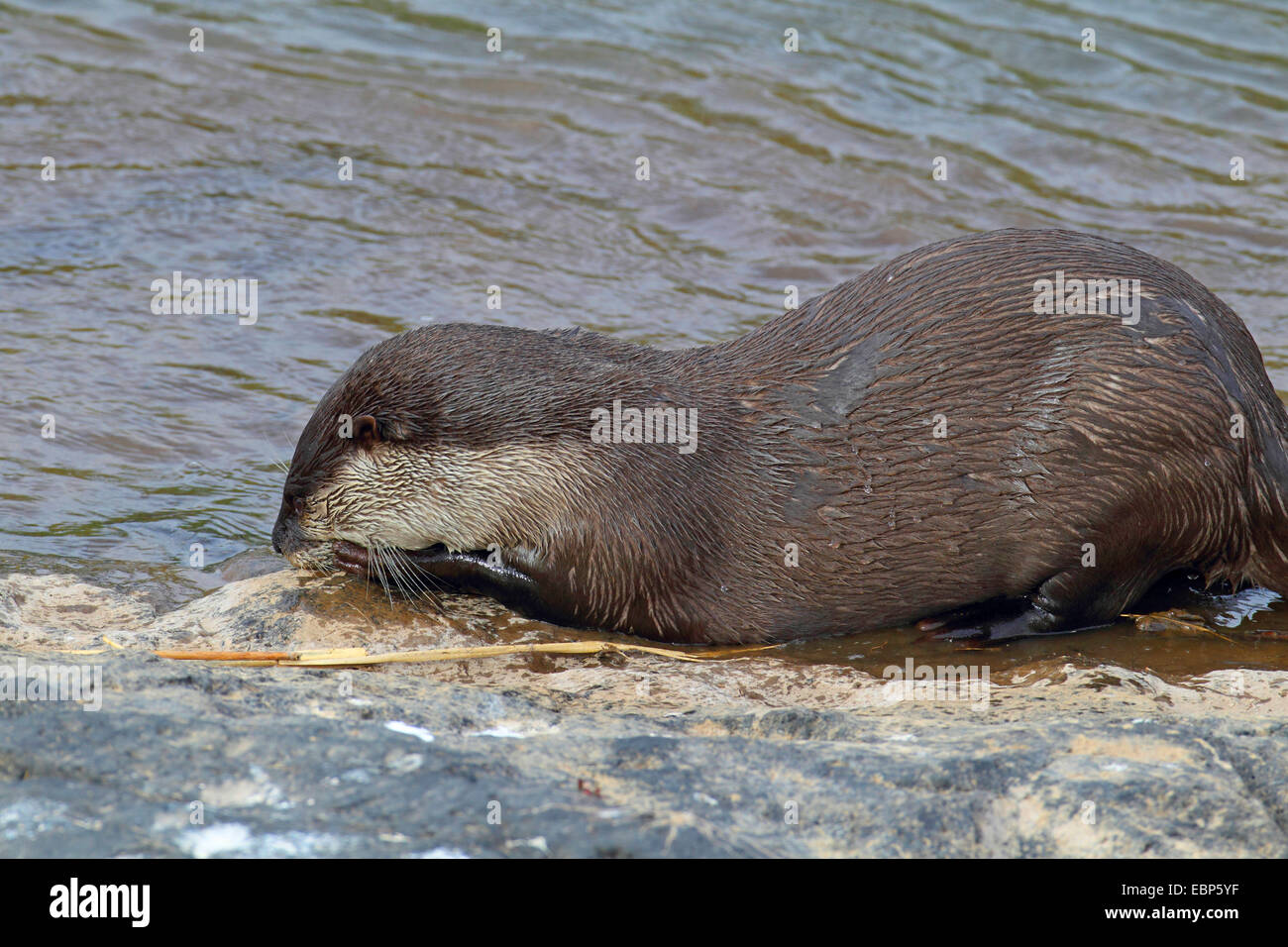 African clawless otter (Aonyx capensis), manger du Riverside, Afrique du Sud, le Parc national Krueger Banque D'Images