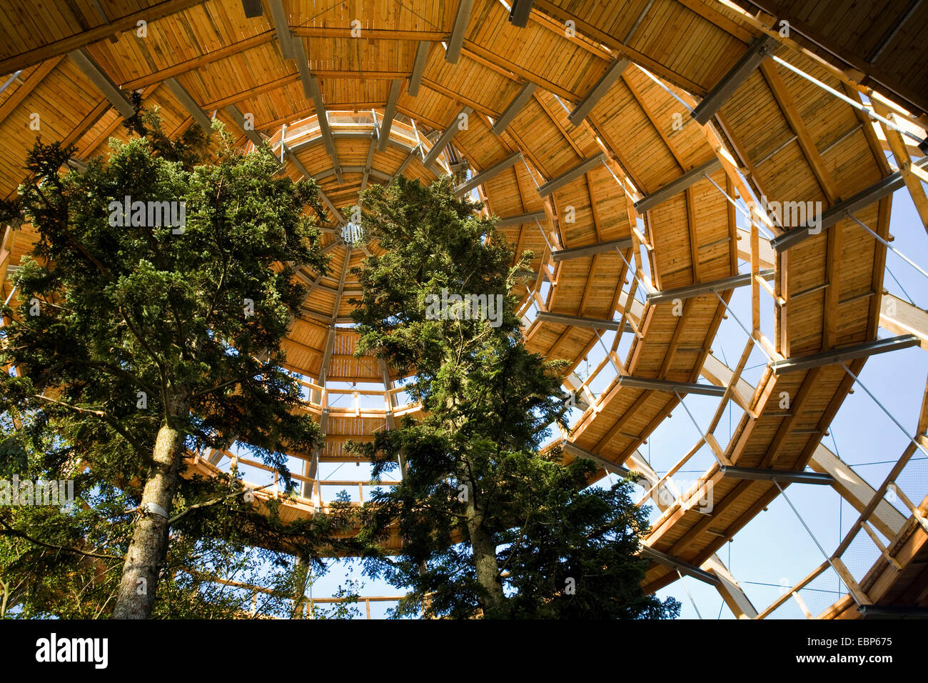 À la recherche de chemin forestier éducatif Bayerischer Wald construit autour de sapins, vue intérieure de la coupole avec ses pieds en spirale-promenade, Allemagne, Bavière, parc national Bayerischer Wald, Neuschoenau Banque D'Images