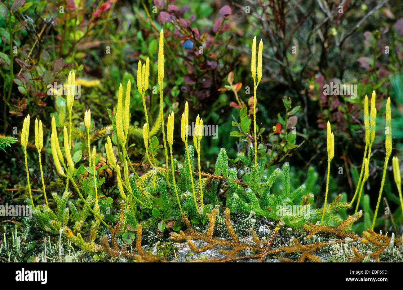 Elk-moss, la course au sol, clubmoss-pin, cerfs-corne, club moss clubmoss courants (Lycopodium clavatum), avec les cônes, Allemagne Banque D'Images