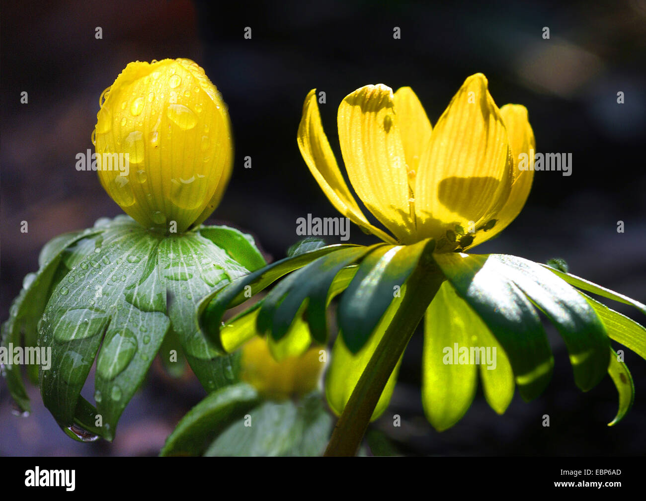 Aconit d'hiver (Eranthis hyemalis), des fleurs avec des gouttes, Allemagne Banque D'Images