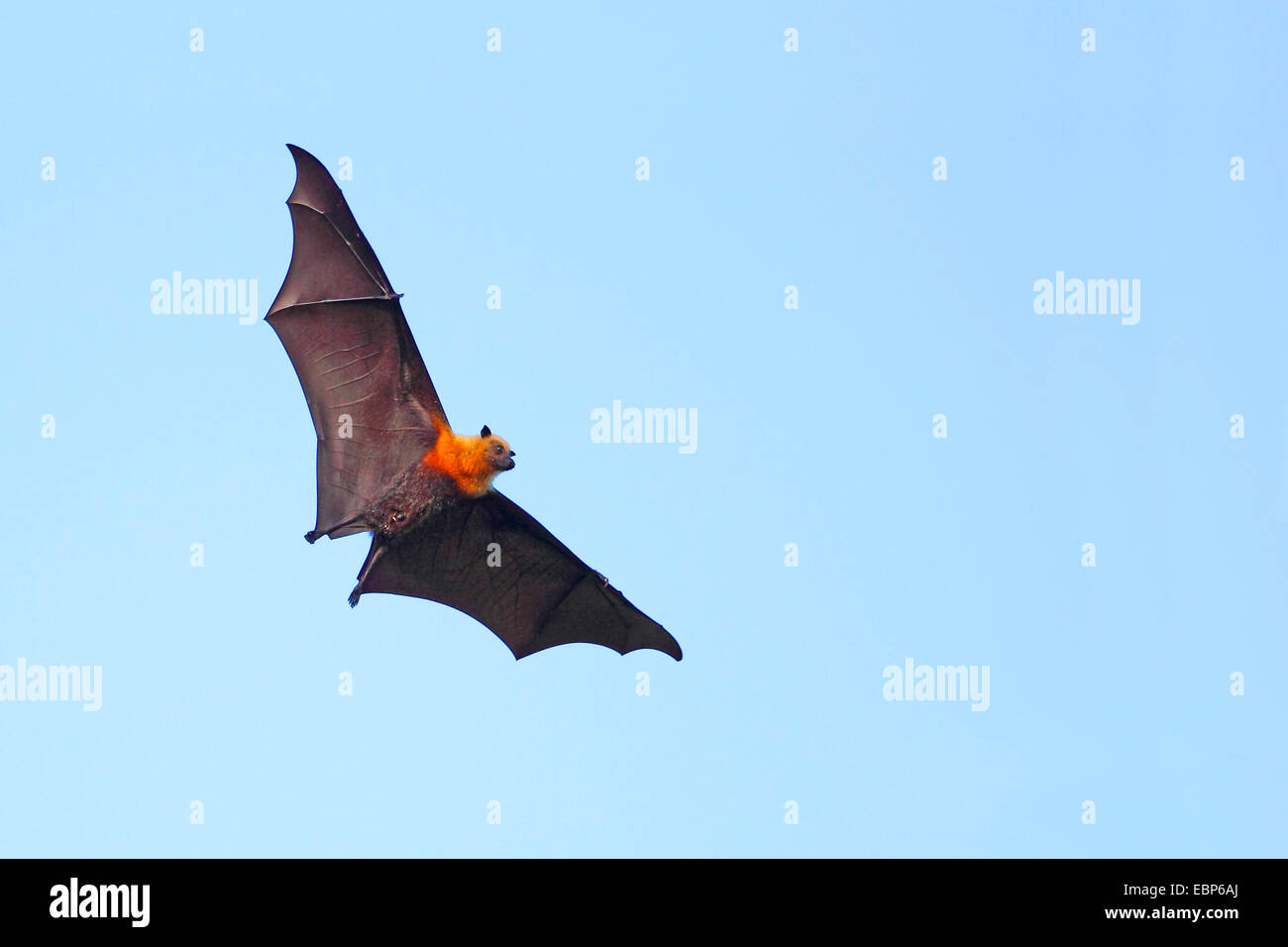 Seychelles, seychelles flying fox (Pteropus seychellensis fruit bat), voler, Seychelles, Mahe Banque D'Images
