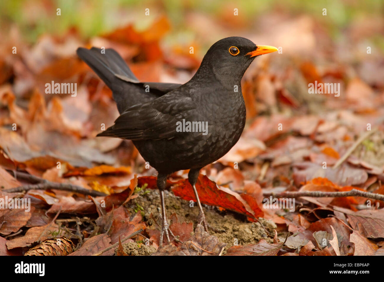 Blackbird (Turdus merula), à même le sol forestier, Allemagne Banque D'Images