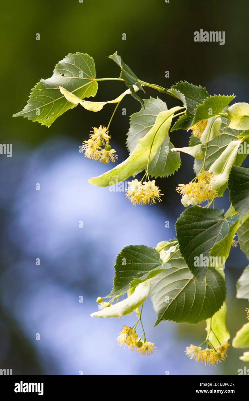 Tilleul à petites feuilles, littleleaf linden, peu de feuilles Tilia cordata (Tilleul), rameau en fleurs, Allemagne Banque D'Images
