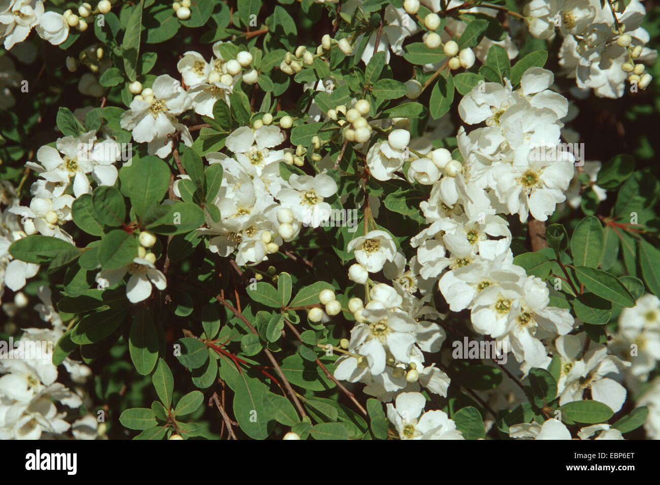 Perle commun Bush (Exochorda racemosa), blooming Banque D'Images