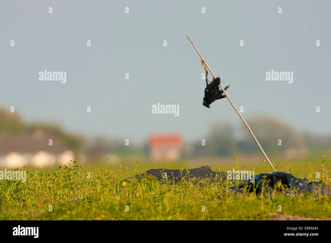 Corneille noire (Corvus corone, Corvus corone corone), tête en bas à partir d'un bâtonnet de bois collant dans un pré à côté d'un cadavre, Pays-Bas, Texel Banque D'Images