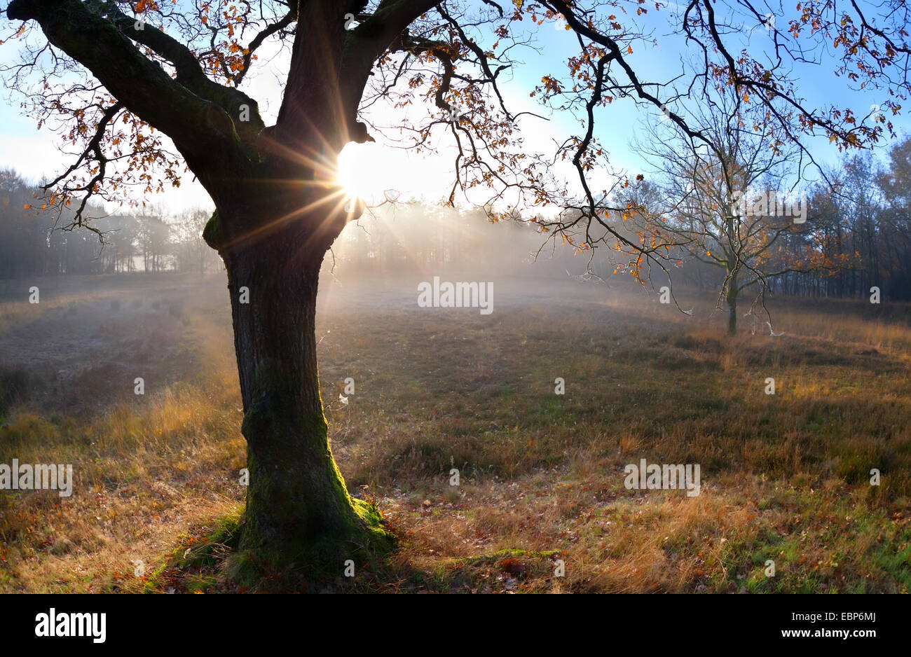 Golden sunrise derrière chêne arbre d'automne Banque D'Images