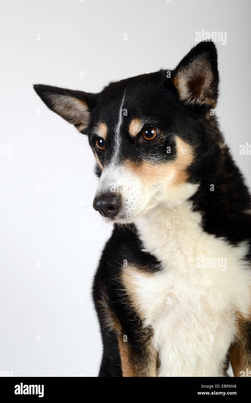 Animaux Animaux de compagnie chiens bâtard race mélangée studio portrait fond blanc Banque D'Images