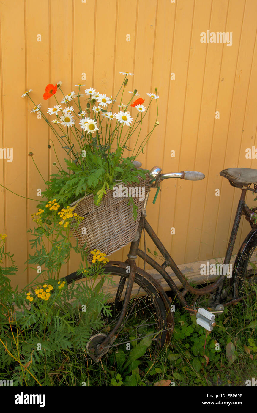 Rusty bike avec panier et fleurs, la Norvège, l'Roeros Banque D'Images