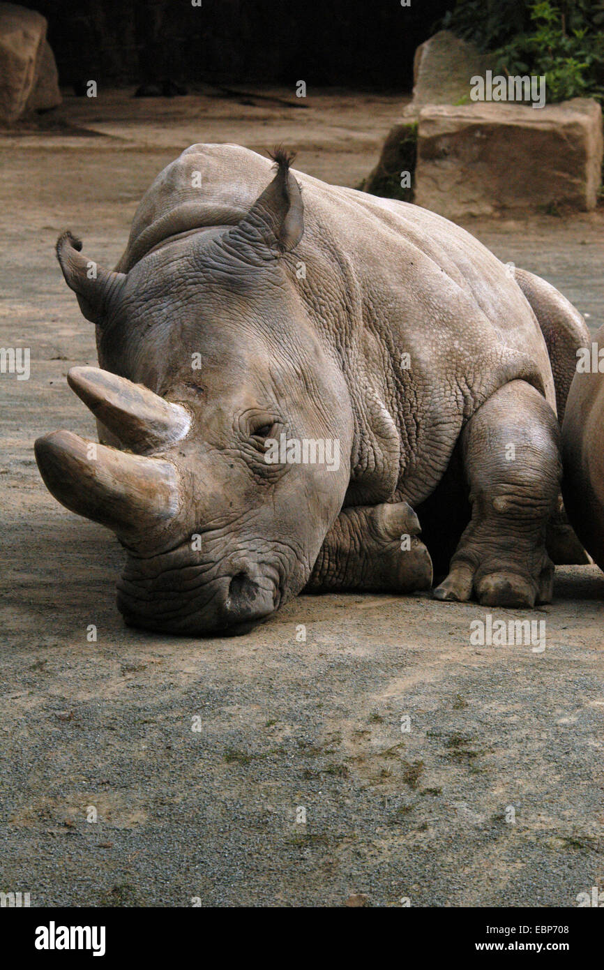 Le rhinocéros blanc du nord (Ceratotherium simum cottoni) au Zoo de Dvur Kralove dans l'Est de la Bohème, en République tchèque. Quatre rhinocéros blancs du nord ont été transférés du Zoo de Dvur Kralove Ol Pejeta Conservancy au au Kenya. La photo a été prise avant le transfert. Banque D'Images