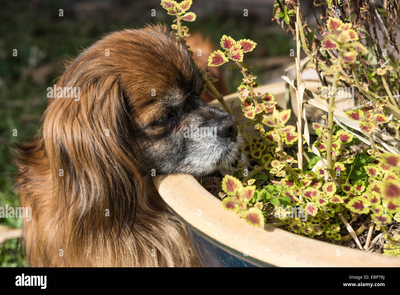 Portrait of Tibetan Spaniel marron plus âgés à la recherche en un semoir avec une intention d'expression curieux. Banque D'Images