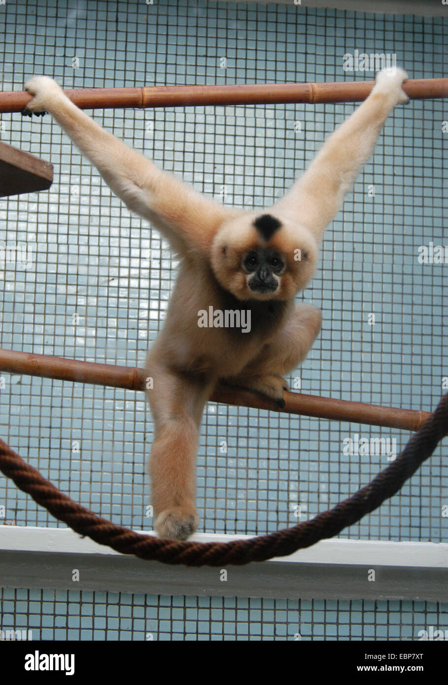 Grand gibbon (Hylobates pileatus) au zoo de Jihlava dans l'Est de la Bohème, en République tchèque. Banque D'Images