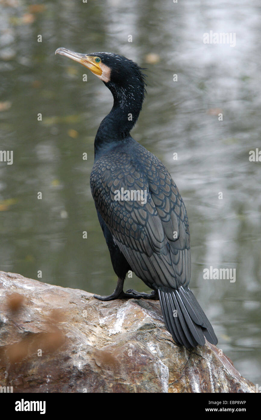 Grand Cormoran (Phalacrocorax carbo) à Plzen Zoo dans l'ouest de la Bohême, République tchèque. Banque D'Images