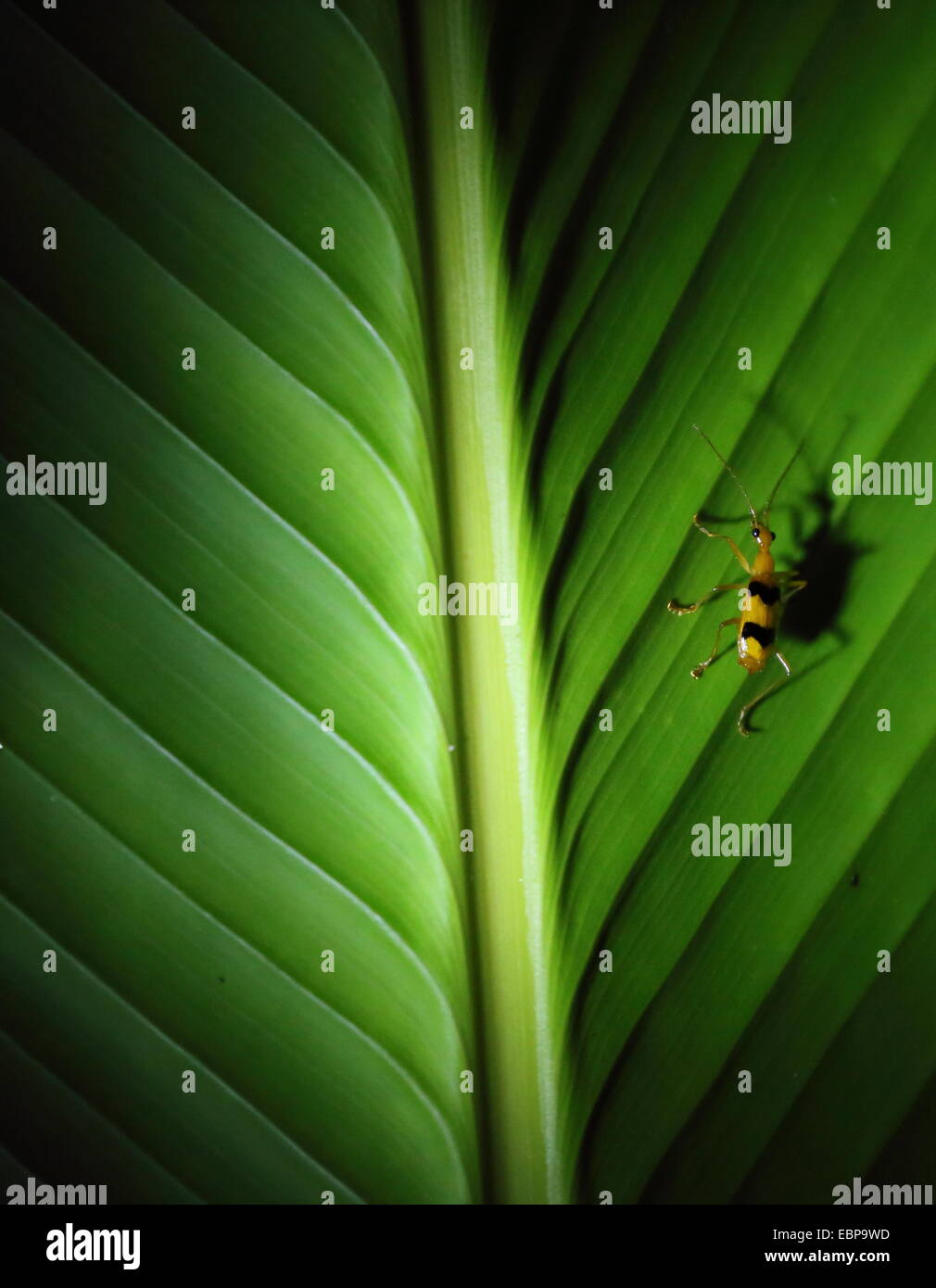 Un petit insecte noir et jaune dépouillé reposant sur une grande feuille, à la nuit, avec une grande ombre. Parc National Manuel Antonio. Banque D'Images