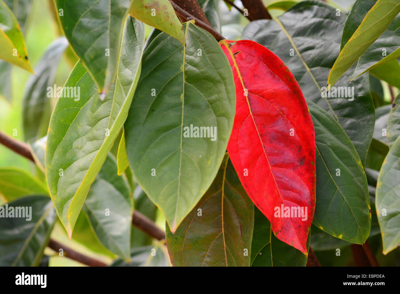 Feuilles de kaki - une feuille rouge Banque D'Images
