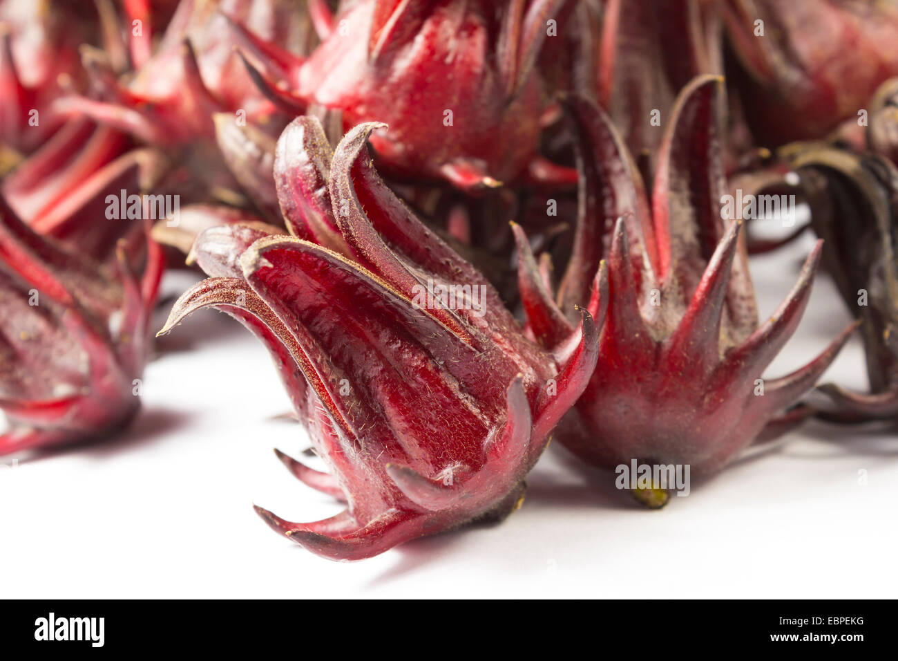 Roselle fraîche Banque D'Images