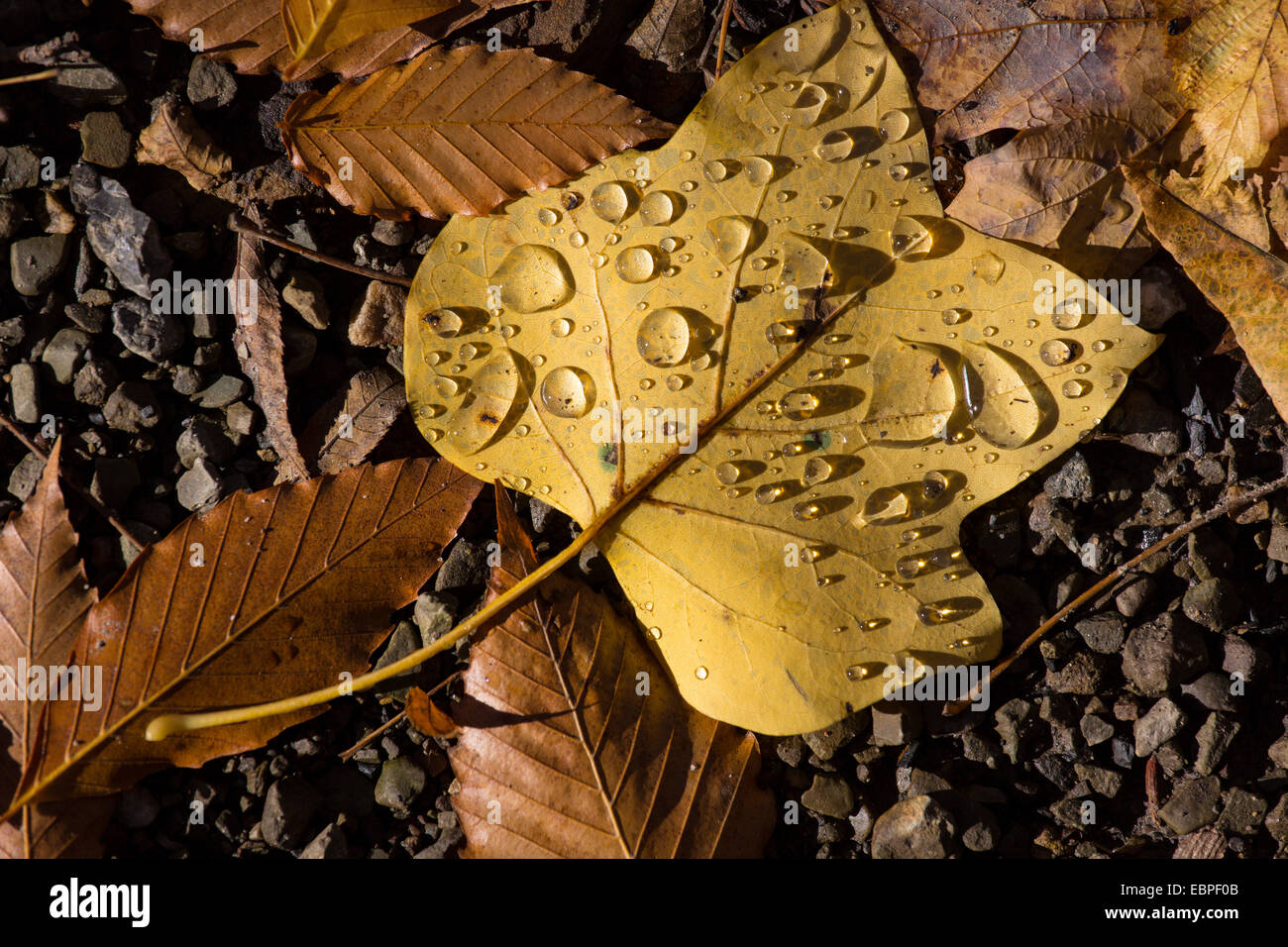 Brun jaune feuilles d'automne sur le sol d'eau gouttes Banque D'Images