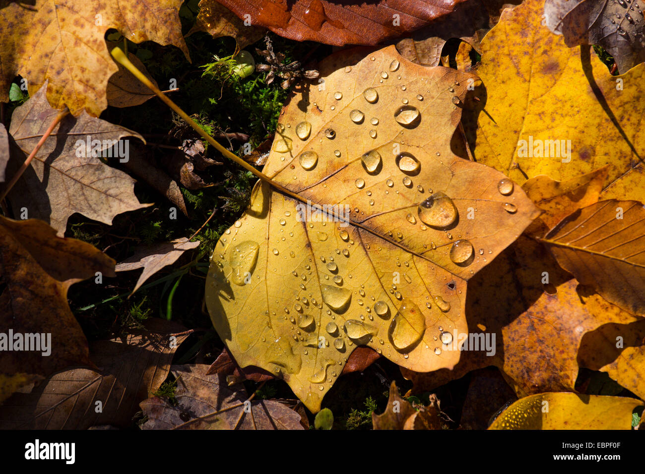 Brun jaune feuilles d'automne sur le sol d'eau gouttes Banque D'Images