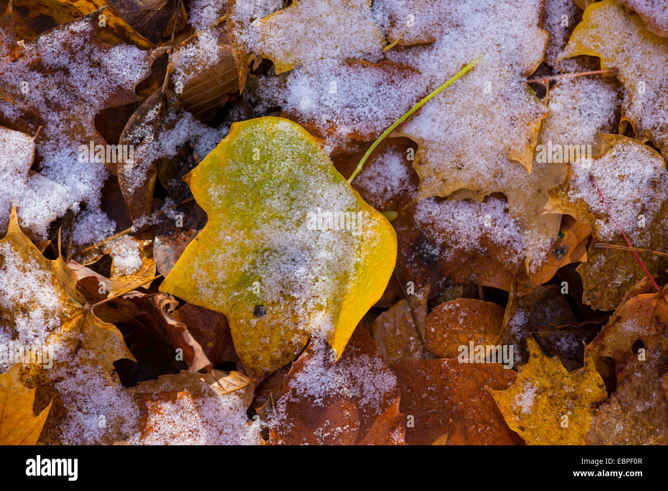 Brun jaune feuilles d'automne sur le sol avec de la neige Banque D'Images