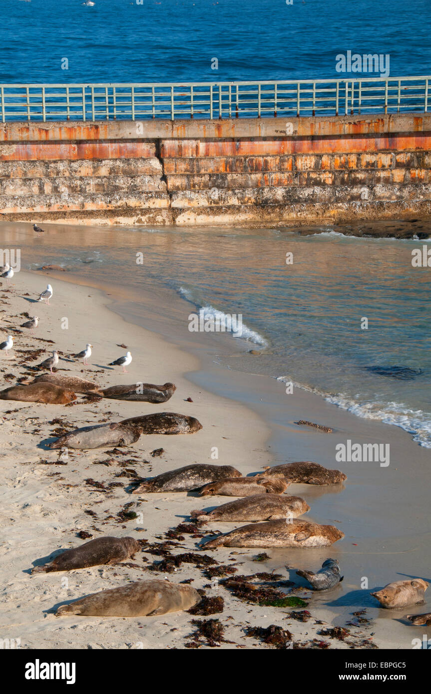 Le phoque commun (Phoca vitulina) à la piscine pour enfants (Casa Beach), Ellen Browning Scripps Parc Marin, La Jolla, Californie Banque D'Images