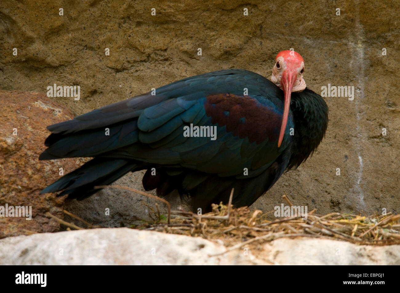 Le sud de l'ibis chauve (Geronticus calvus), San Diego Zoo Safari Park, Californie Banque D'Images