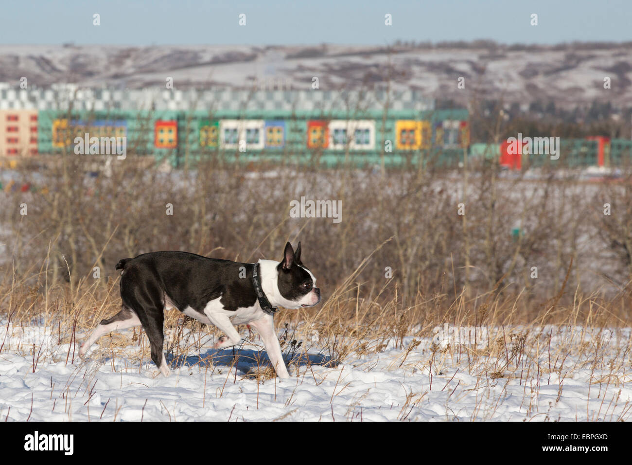 Boston Terrier, âgé de 11 ans, qui court dans la zone des chiens de laisse, Edworthy Park Banque D'Images