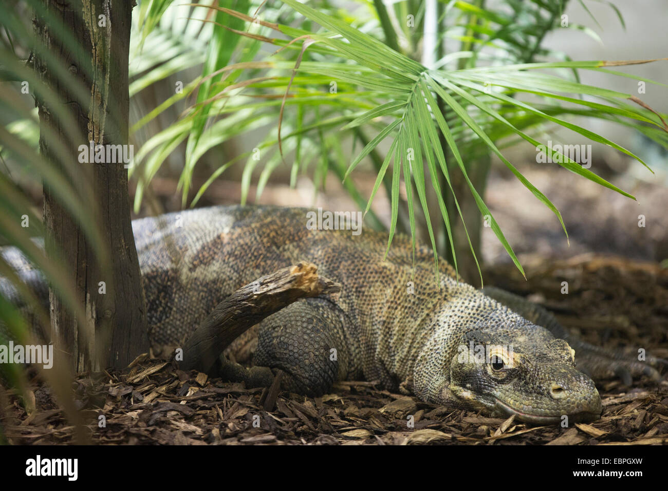 Femelle dragon Komodo (Varanus komodoensis) située dans la sous-étage de la forêt de l'exposition de zoo eurasien Banque D'Images