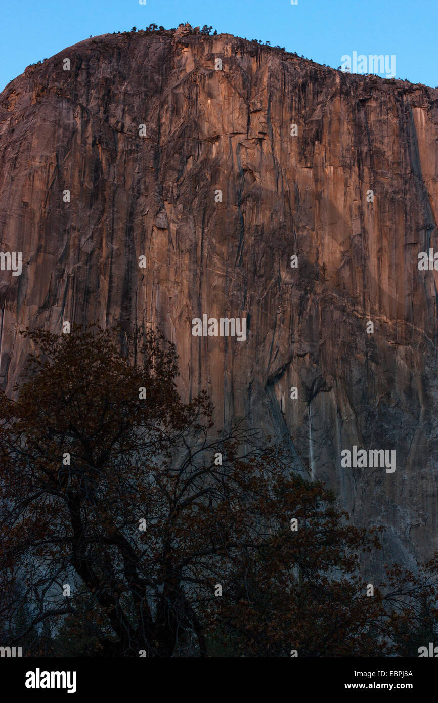 El Capitan. La vallée Yosemite, Yosemite National Park, Mariposa County, Californie, USA Banque D'Images