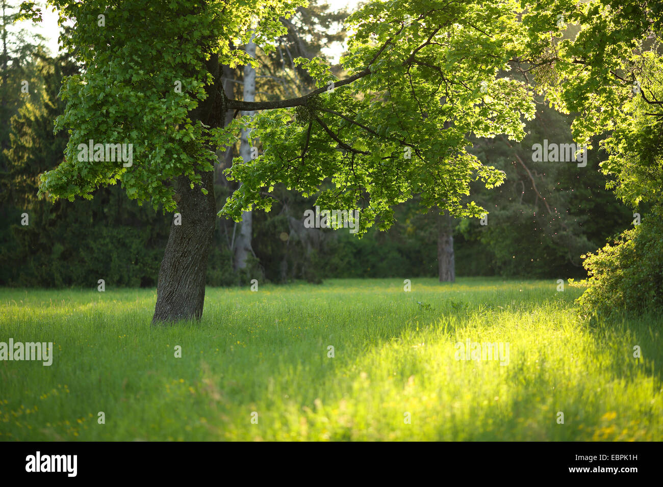 Arbre sur une clairière au soleil, parc Banque D'Images