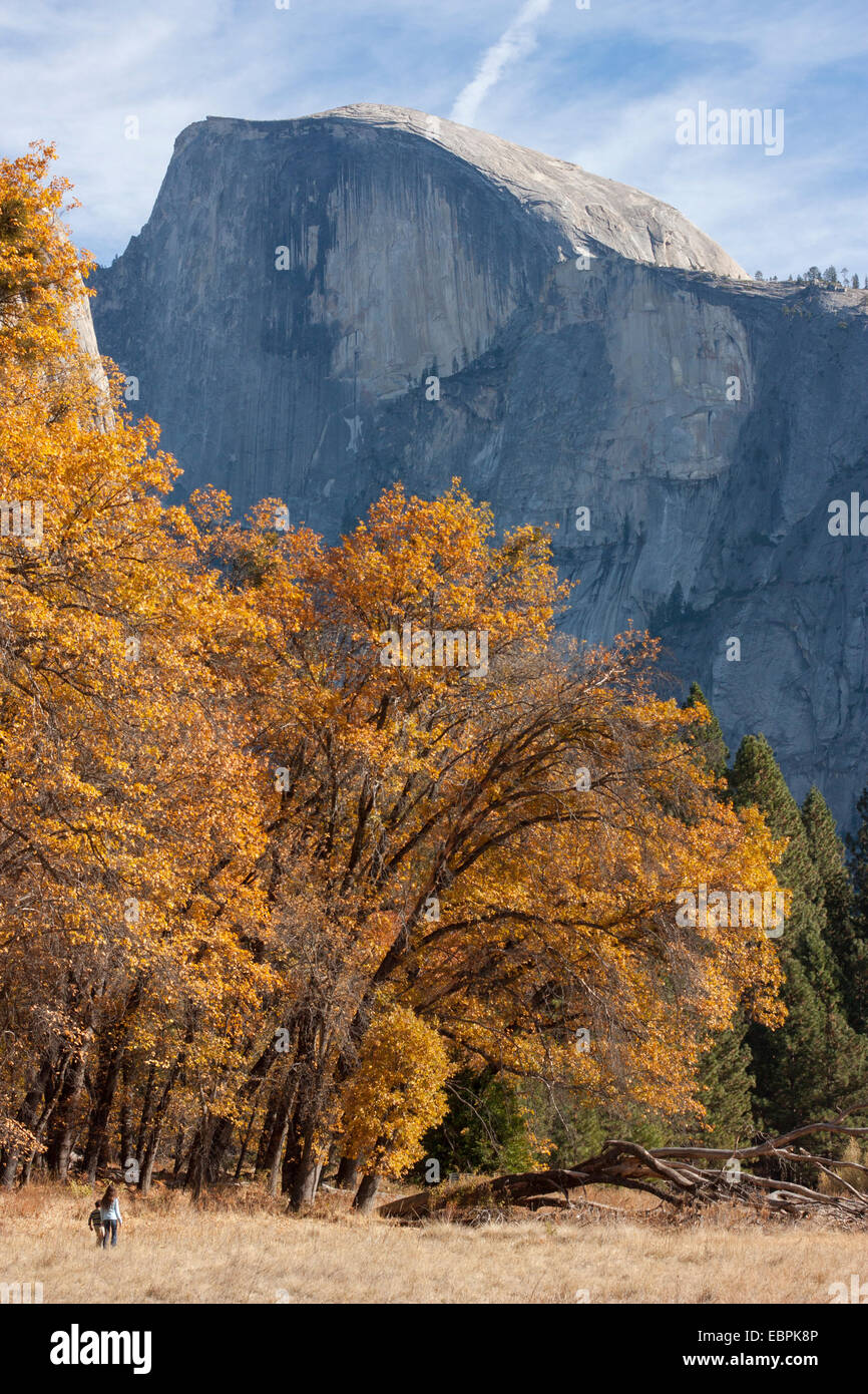 Des arbres cottonwood. La vallée Yosemite, Yosemite National Park, Mariposa County, Californie, USA Banque D'Images